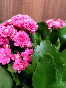 Bundable App: Kalanchoe combo