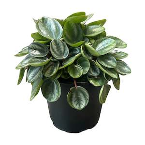 Bundable App: Peperomia 'Royal Princess'