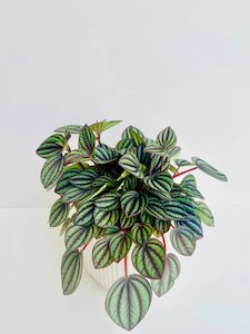 Peperomia 'Piccolo Banda'