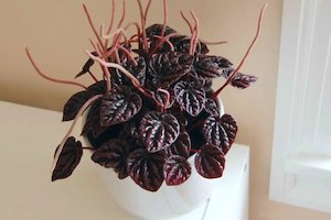 All: Peperomia Caperata Red