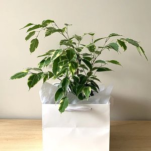 Ficus Benjamina Variegated