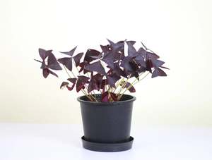 Purple Shamrock 'Oxalis Triangularis'