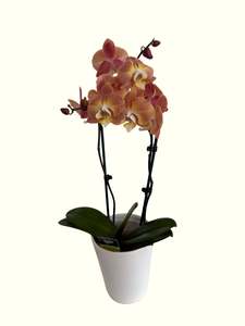 Bundable App: Mini Phalaenopsis Orchid- Unpotted
