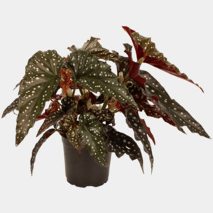 Begonia - Black Forest