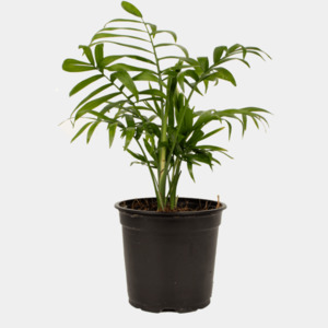 Chamaedorea Elegans 'Palor Palm'