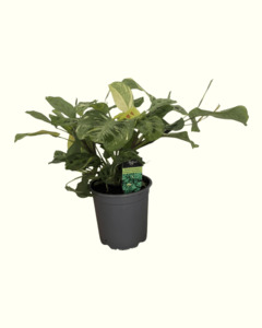 Maranta Leuconeura Variegated