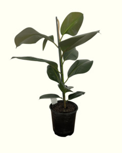All: Ficus Elastica Green