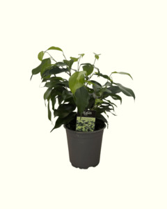 Ficus Benjamina