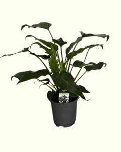 All: Philodendron Xanadu