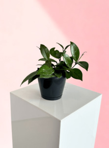 Plants: Hoya Carnosa