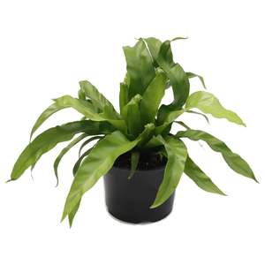 Plants: Bird’s Nest Fern (Asplenium antiquum)