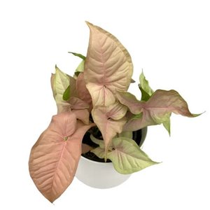 Pink Syngonium - Red Heart
