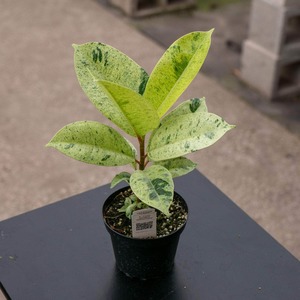Plantsmegamenu: Ficus Shivereana
