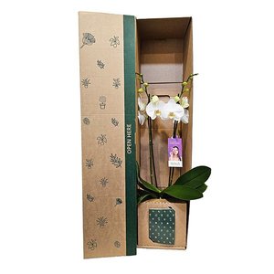 Phalaenopsis Orchid