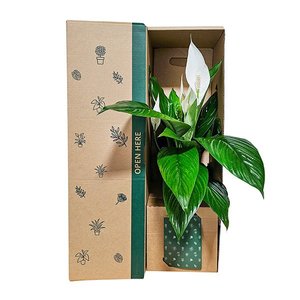 Peace Lily White Flowers