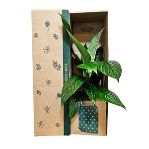 Peace Lily Foliage