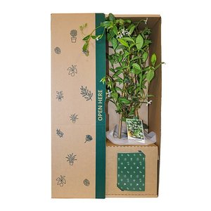 Jasmine White Flowers