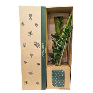 Zamioculcas ZZ Green