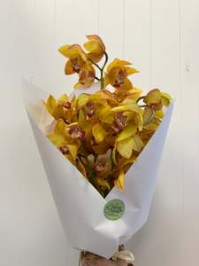 Orchid Stem Special!