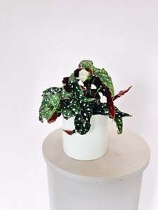 Begonia Polka Dot