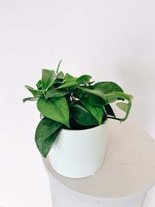 Epipremnum (Green Pothos)