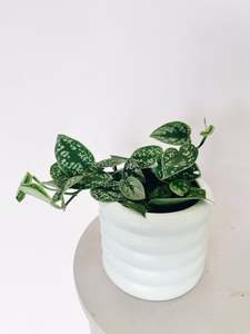 Epipremnum Satin (Satin Pothos)