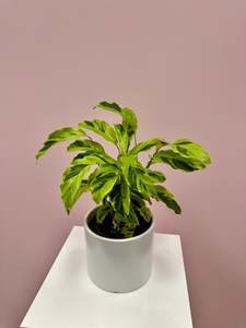 Calathea Lietzei "Yellow Fusion"
