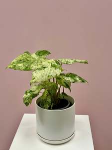 Alocasia Odora Batik Variegated