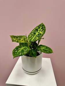 Dieffenbachia Amoena Reflector