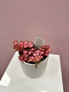 Fittonia verschaffeltii (pink)