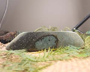 NZ Serpentine Freeform Touchstone Sculpture (BP214)