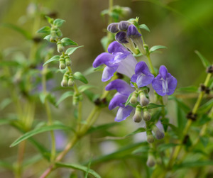 Products: Skullcap & Tart Cherry Green Tea (Sleep) 90gm