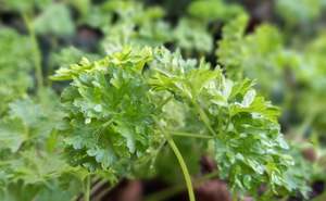 Plants: Parsley - Triple Curled