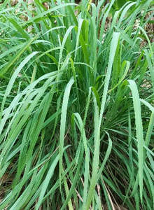 Plants: Lemon grass