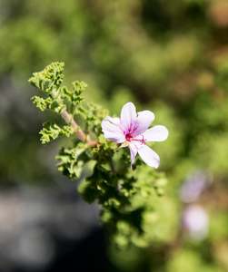 Plants: Scented Geranium, Lemon