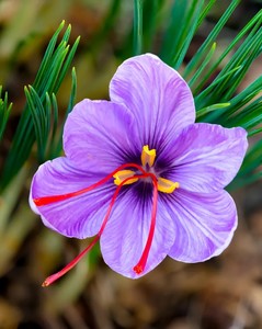 Plants: Saffron