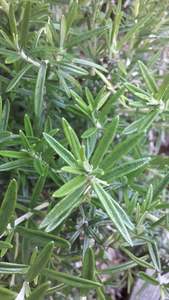 Plants: Rosemary 'Tuscan Blue'