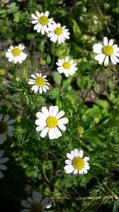 Plants: Chamomile German