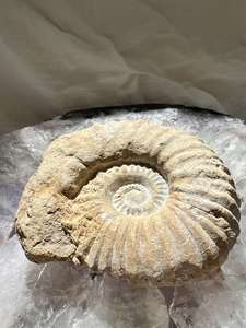 Products: Ammonite - The Hidden Gem