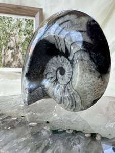 Goniatite - The Hidden Gem