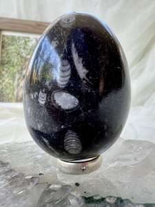 Orthoceras egg - The Hidden Gem