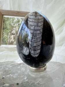 Orthoceras egg - The Hidden Gem