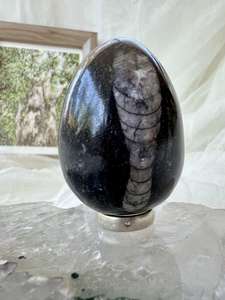 Orthoceras egg - The Hidden Gem