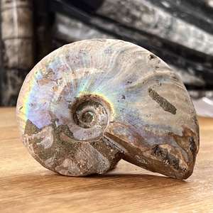 Opalised Ammonite - The Hidden Gem