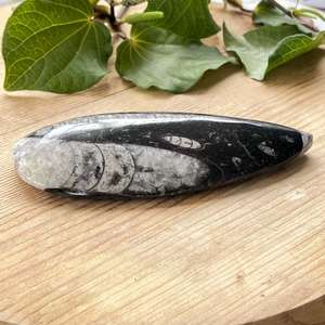 Orthoceras - The Hidden Gem