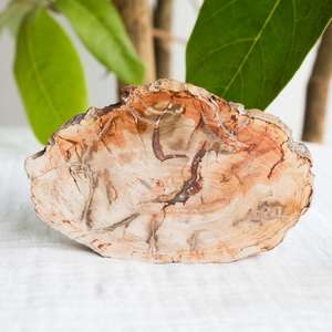 Fossilised wood - The Hidden Gem