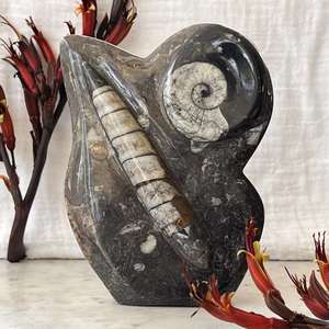 Orthoceras and ammonite - The Hidden Gem