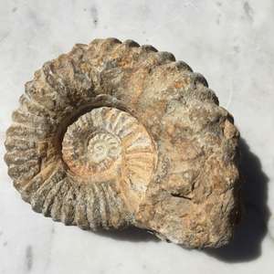 Fossils: Ammonite - The Hidden Gem