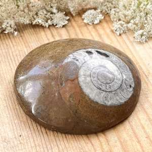 Ammonite - The Hidden Gem