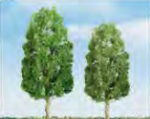 Model Scenery: JTT Sycamore Trees 25.4mm (6)